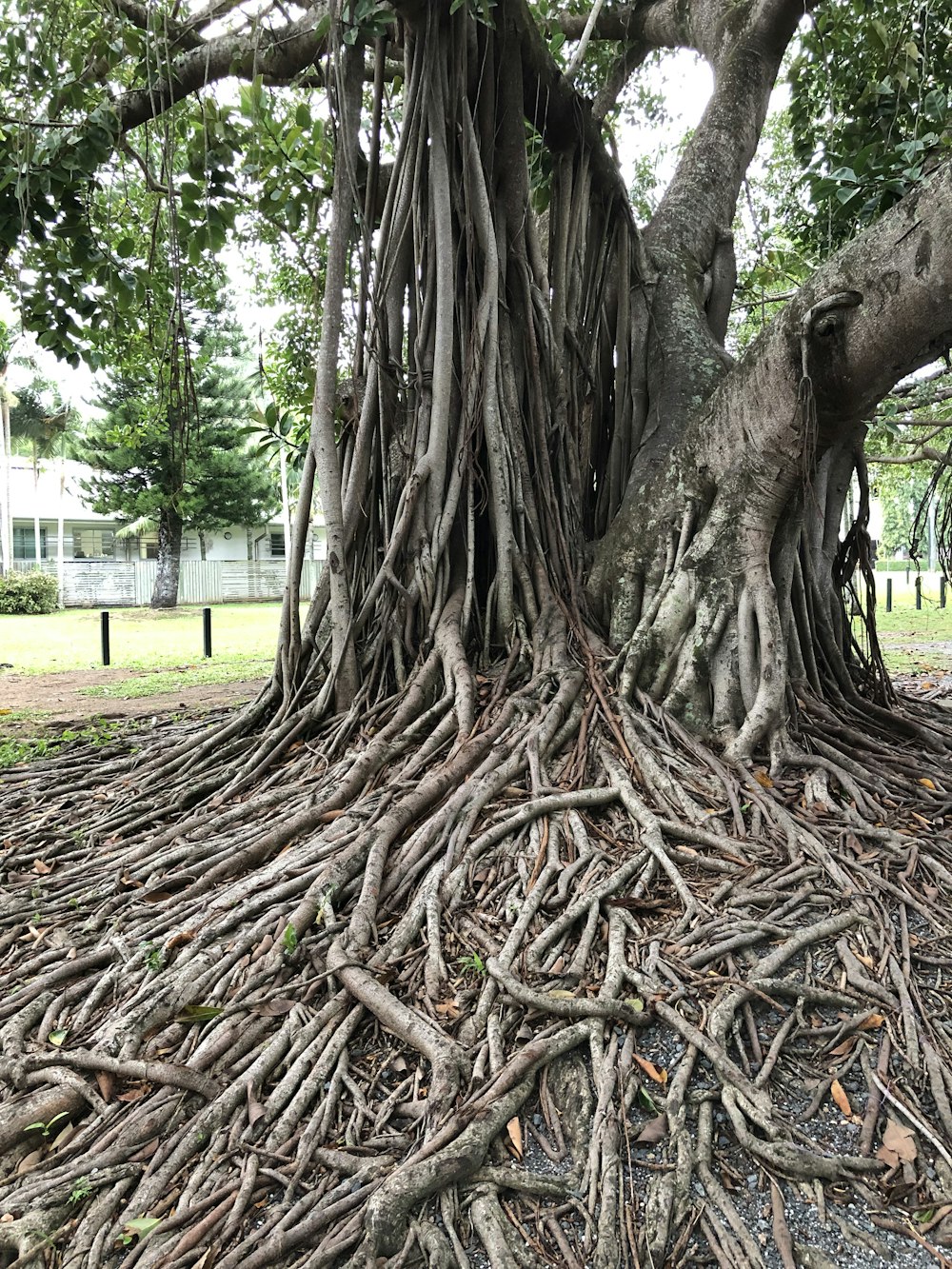 a tree with many branches