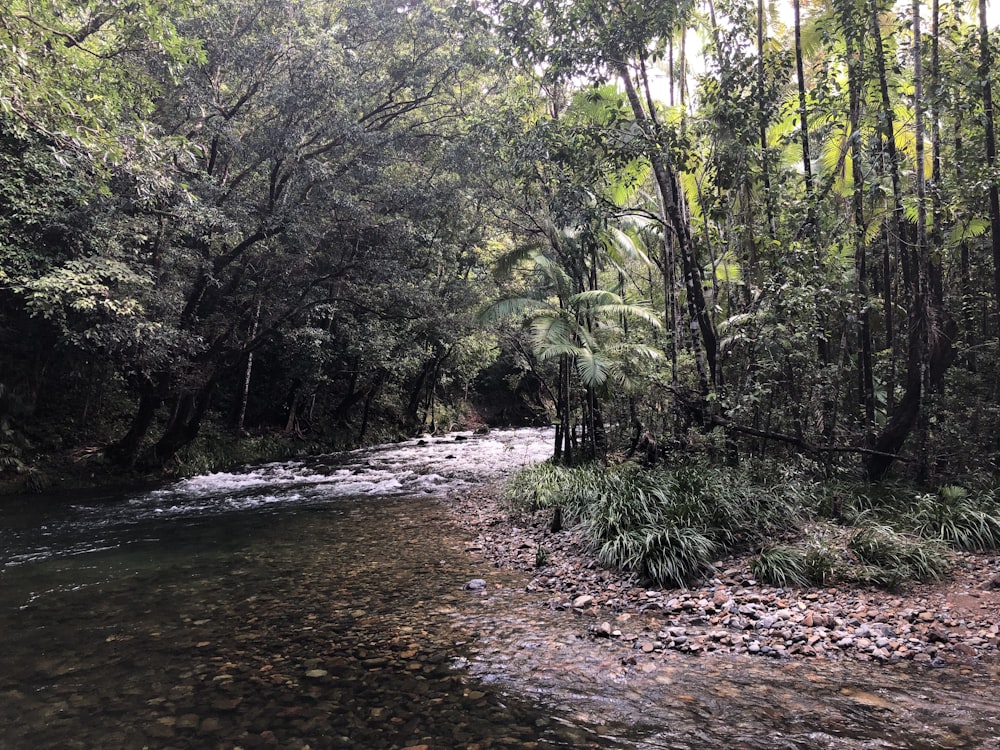 a creek in the woods