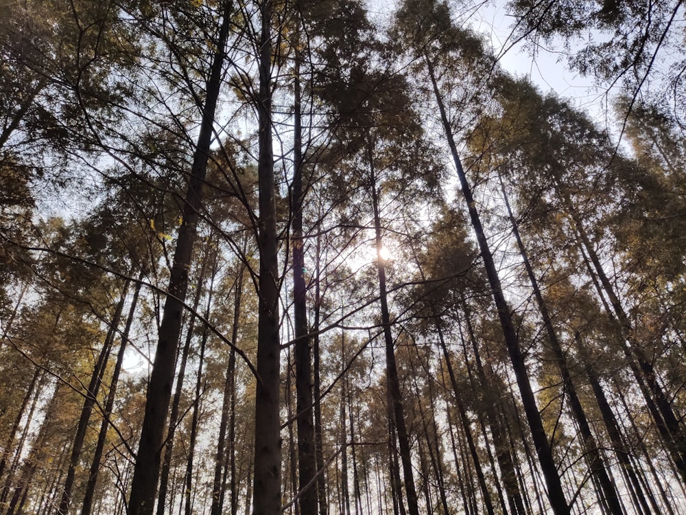 a group of trees