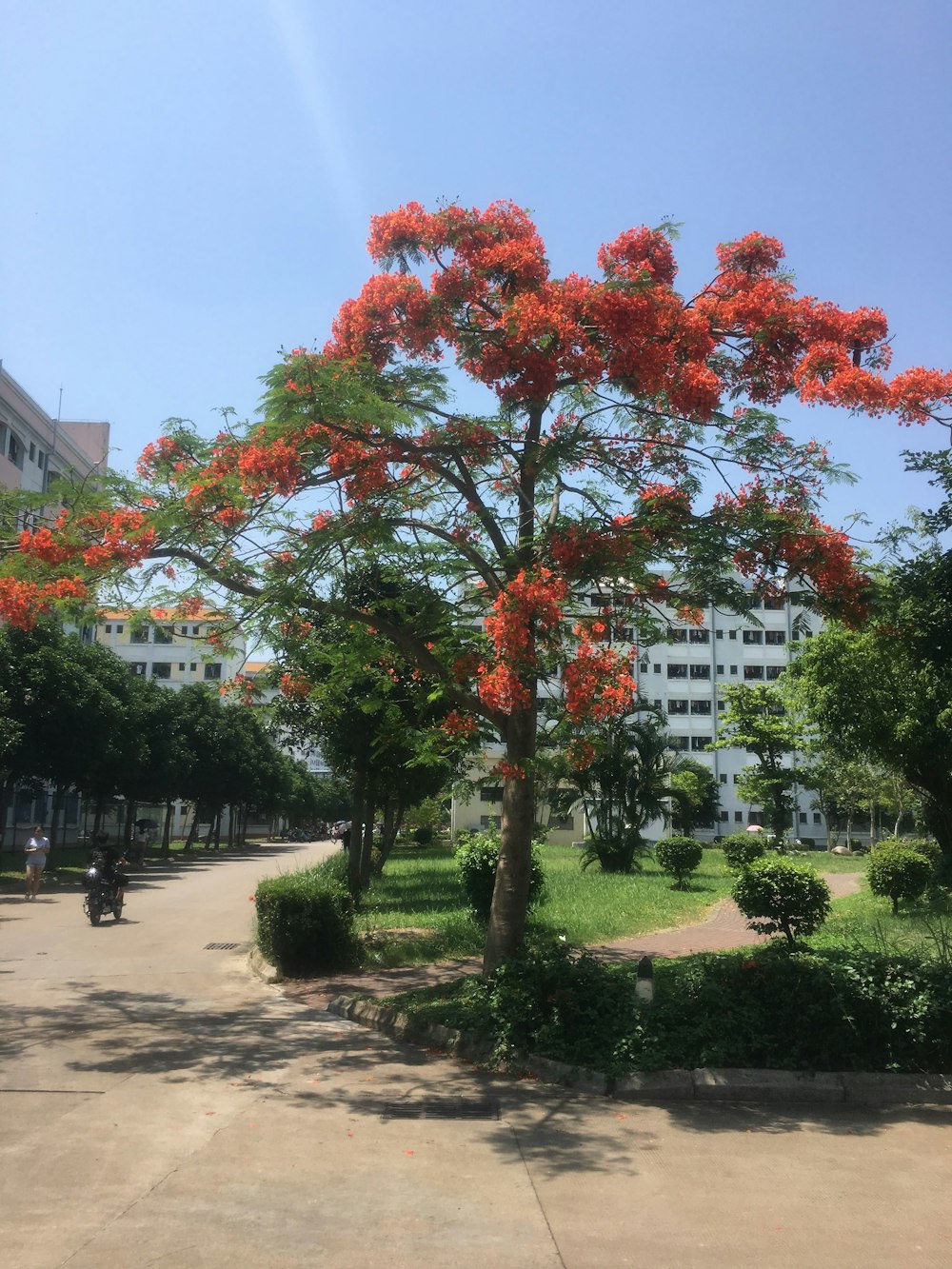 uma árvore com folhas vermelhas