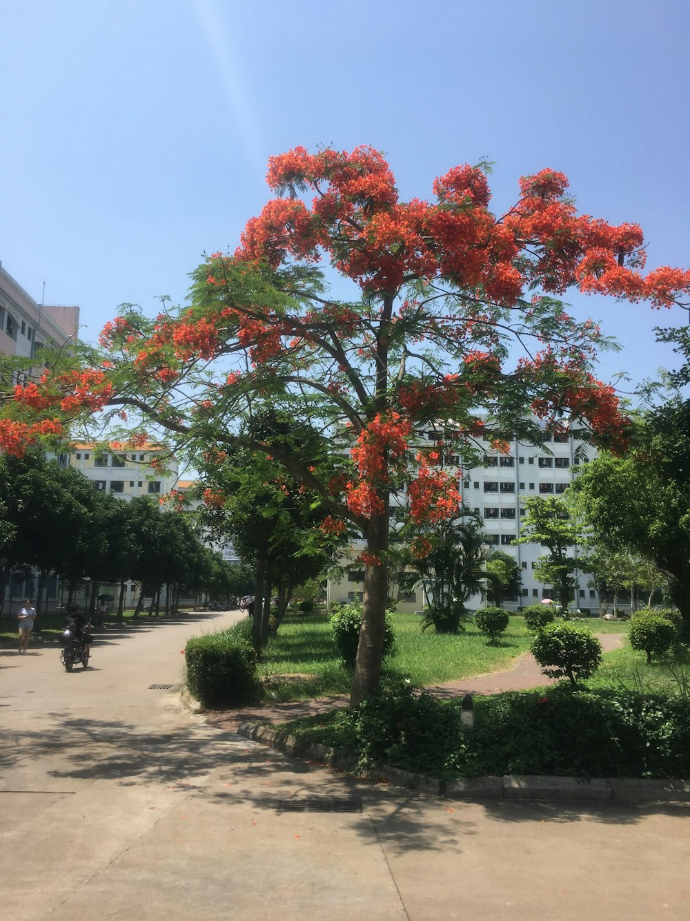 a tree with red leaves