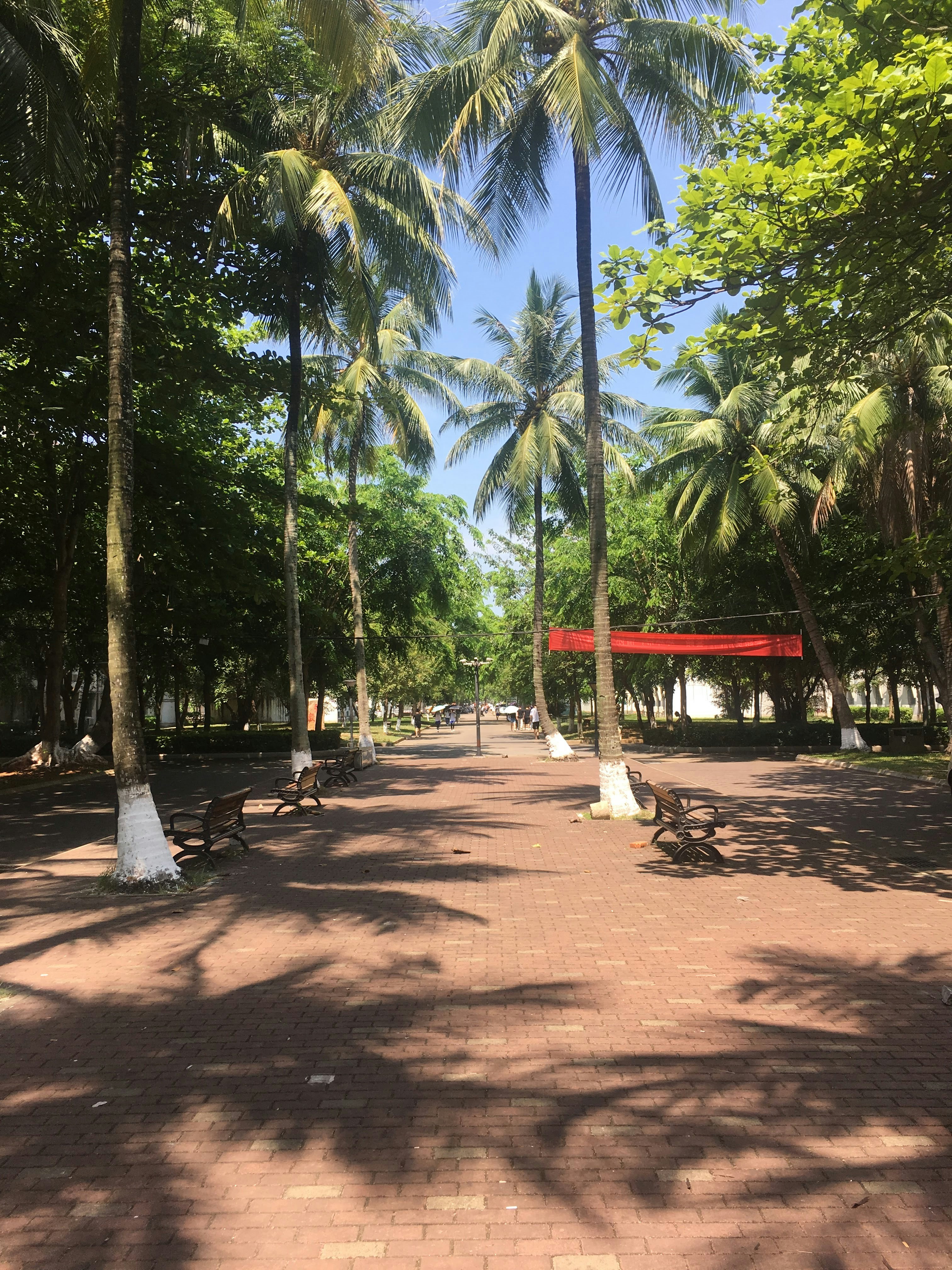 a park with palm trees