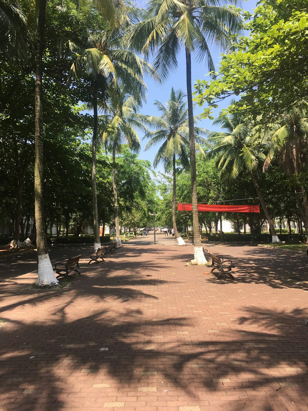 um parque com palmeiras