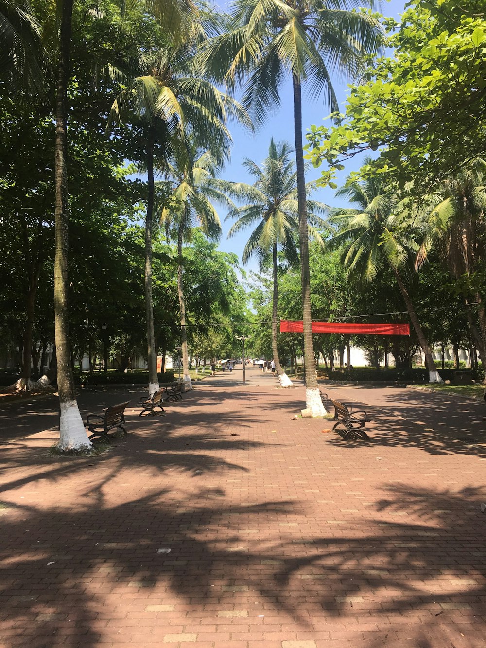 a park with palm trees