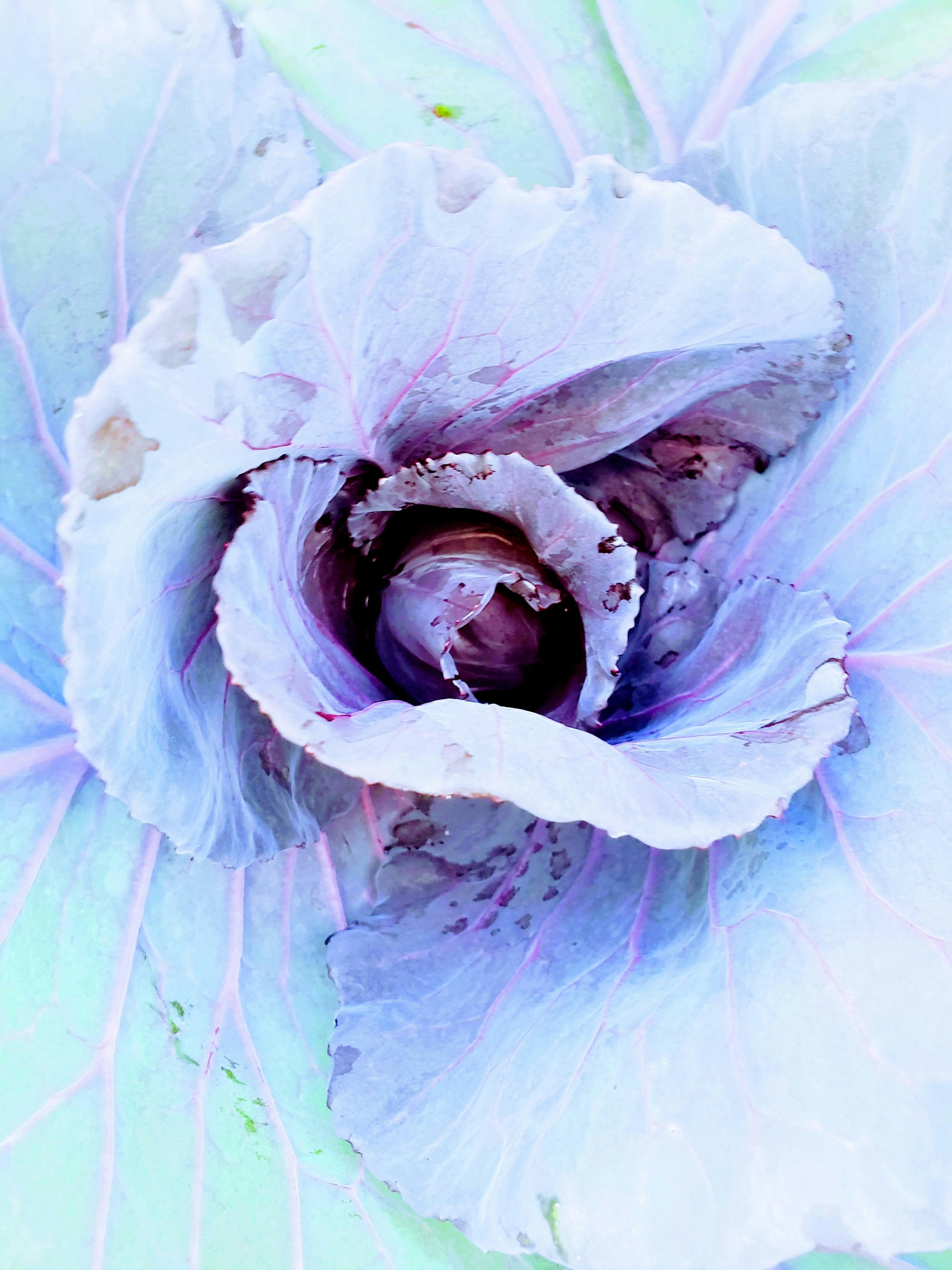 Un primo piano di una rosa