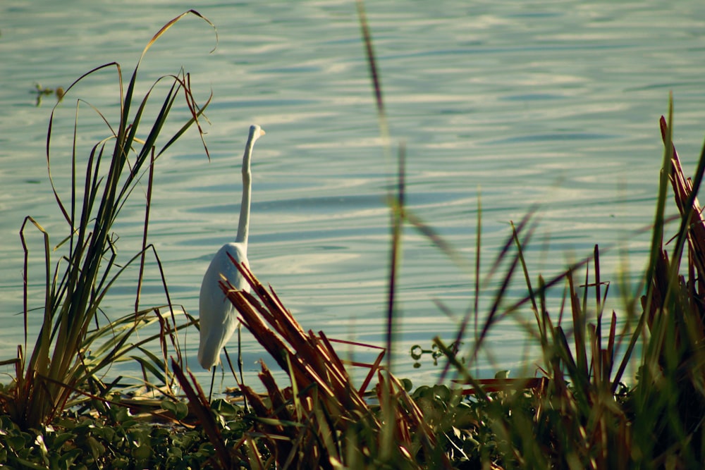 a bird standing in the water