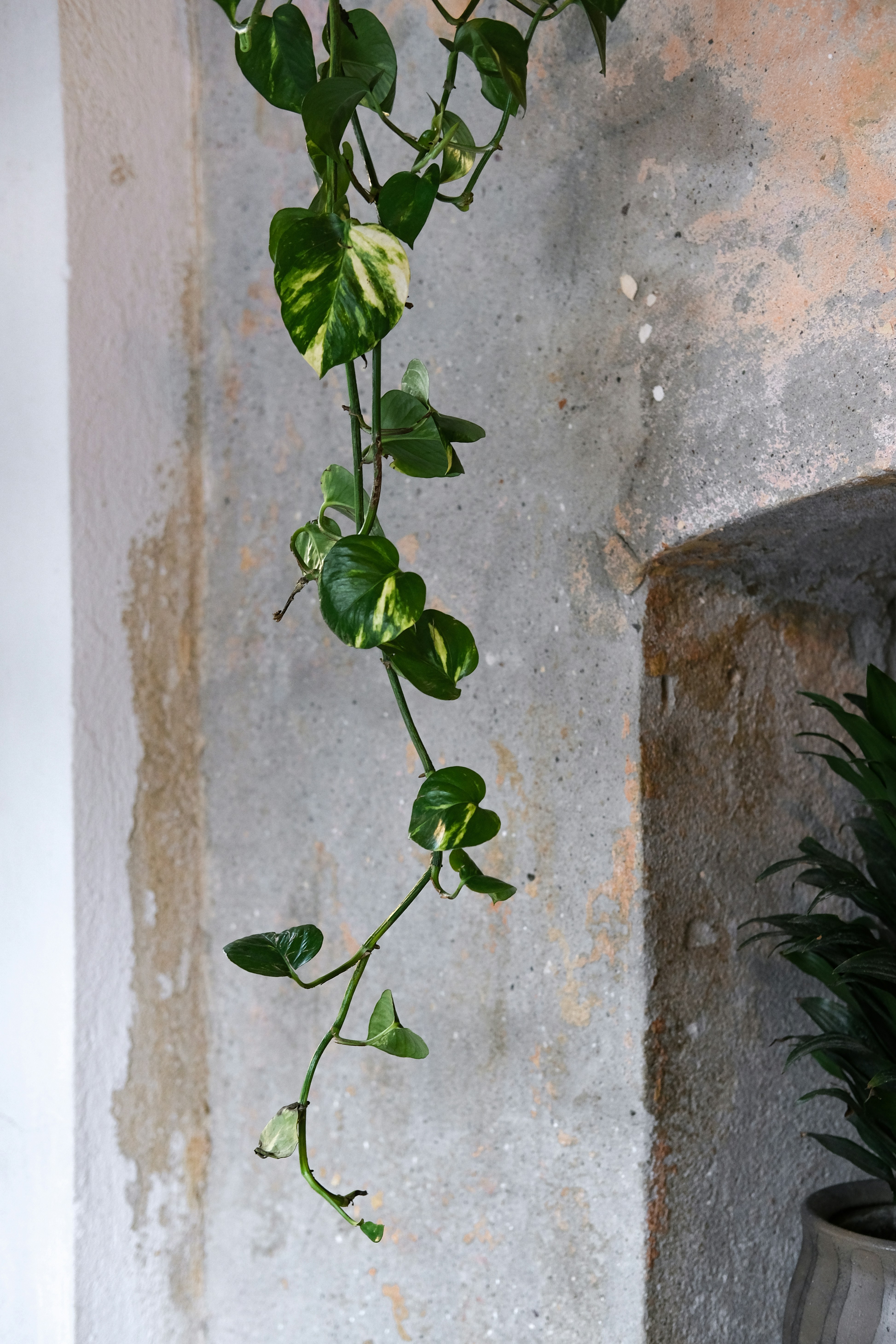 Trailing golden pothos vine with heart-shaped variegated leaves in hanging planter