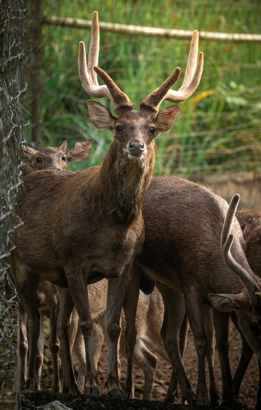 a group of deer in a fenced in area