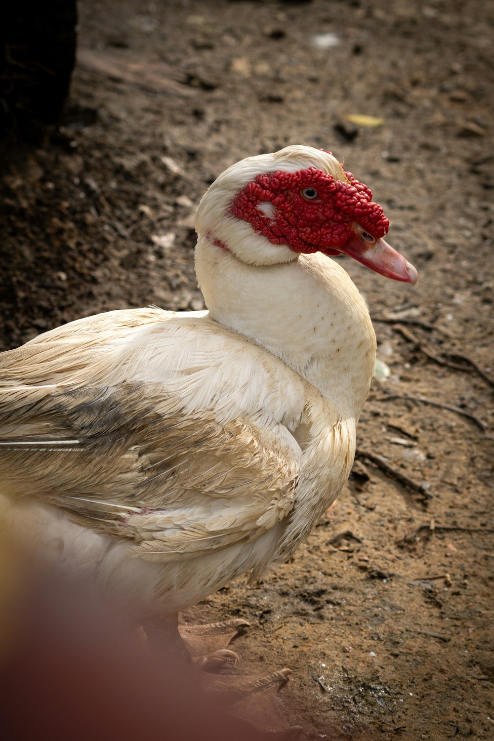 a white and red bird