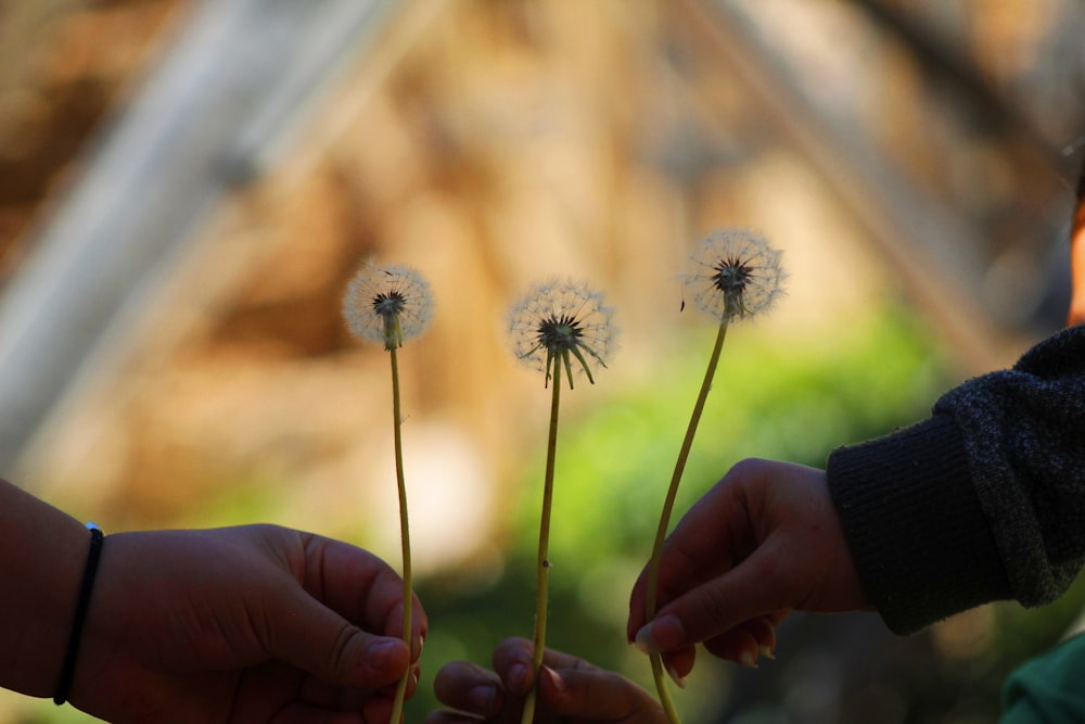 hands holding small white flowers