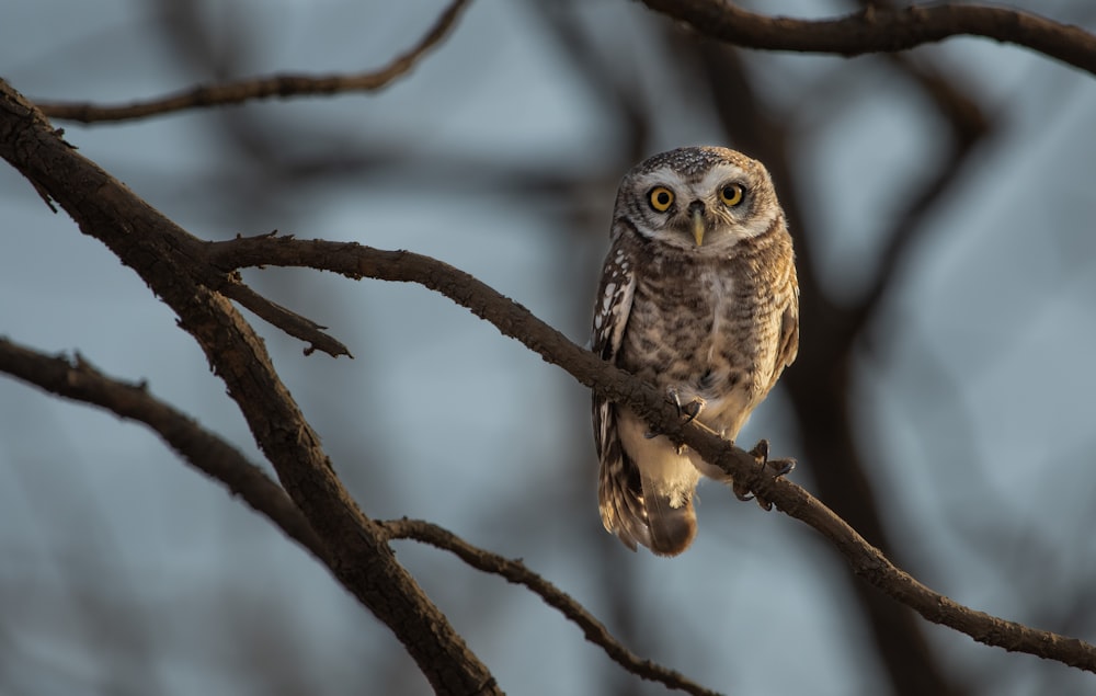 an owl perched on a branch