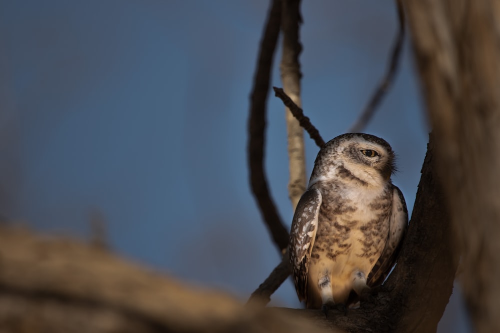 an owl perched on a branch