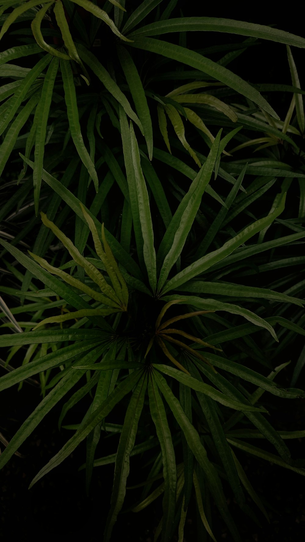 a close up of some leaves