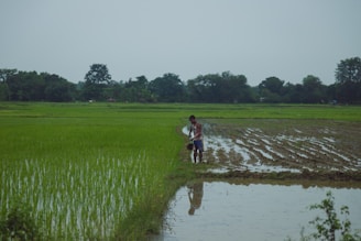 A person is working in a lush green rice field, surrounded by rows of young rice plants growing in flooded patches of earth. The landscape stretches out with thick, verdant greenery and tree-lined boundaries, under a pale blue sky, creating a serene rural scene.
