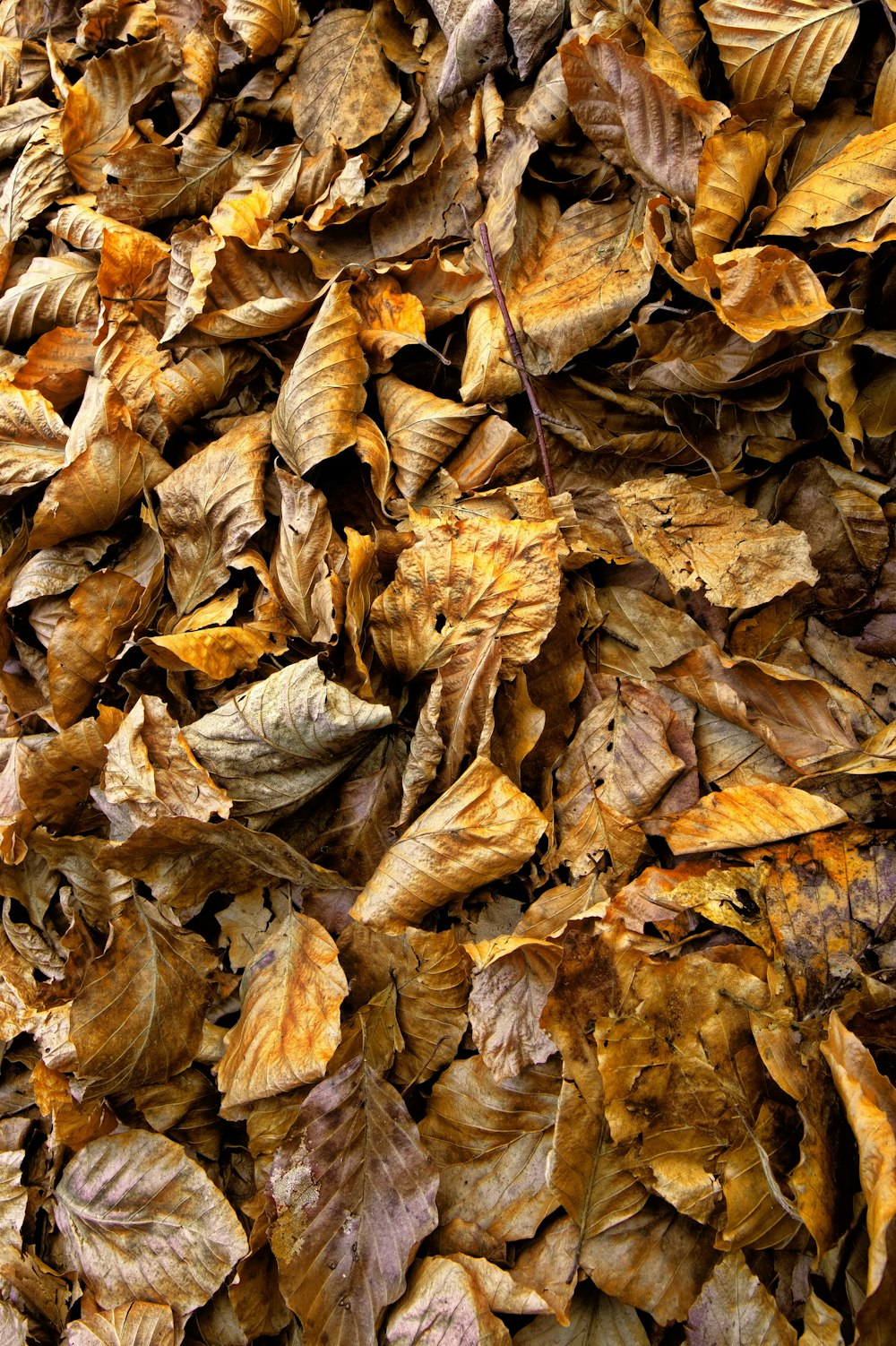 a pile of brown leaves