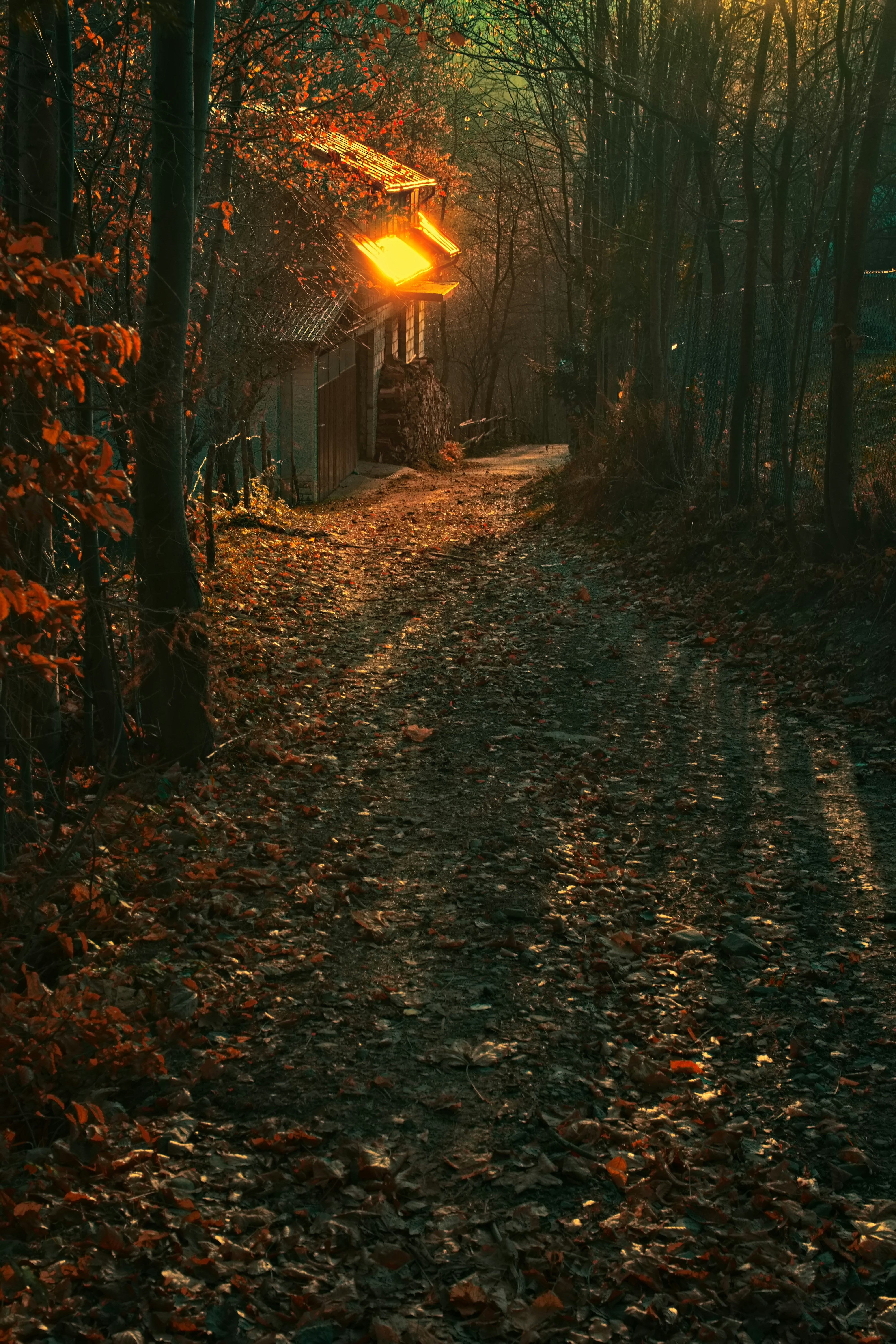 a path with leaves on the ground and trees on the side