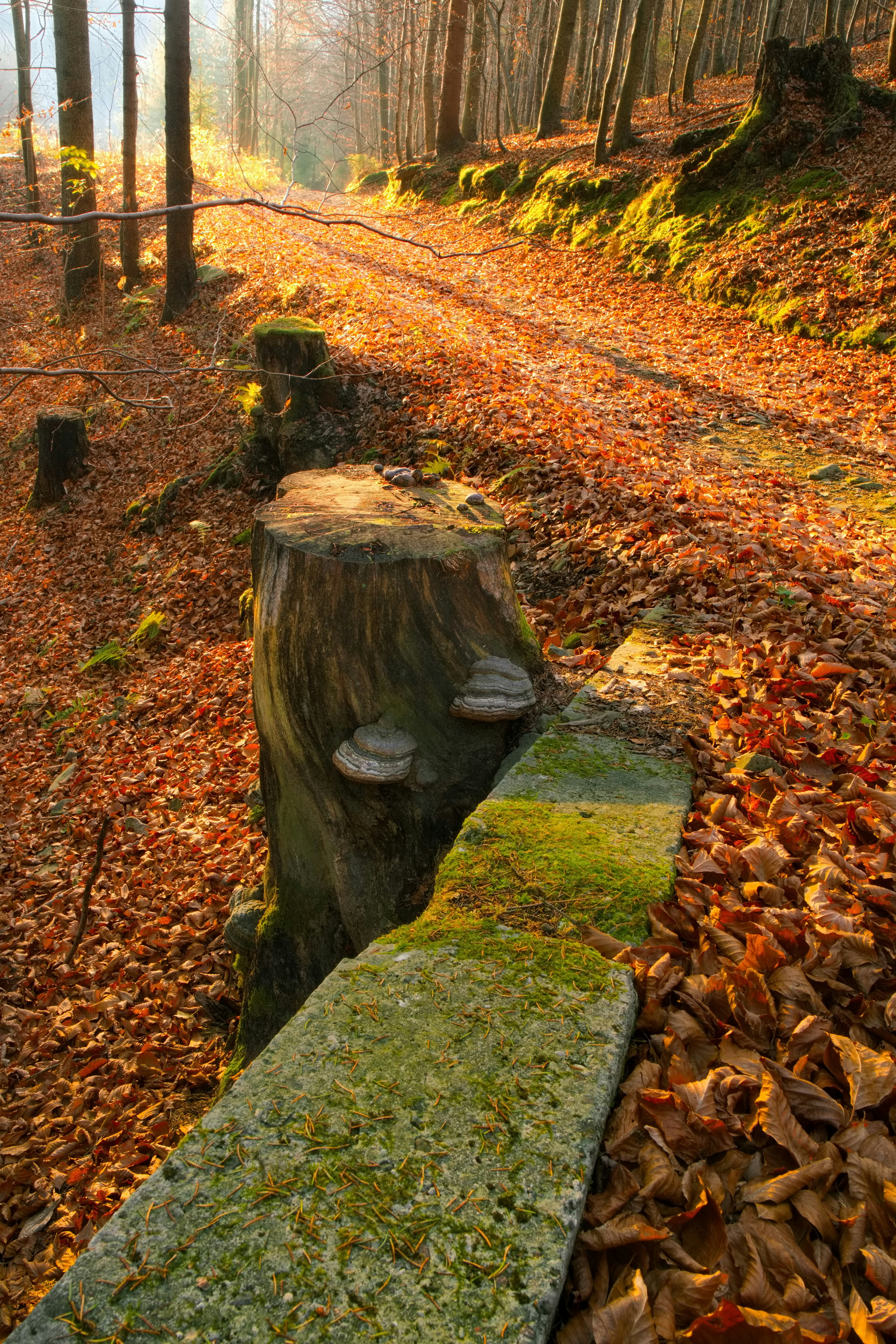 a tree stump in a forest