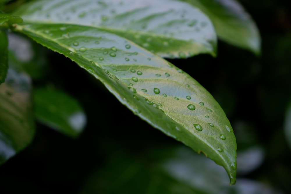 a close up of a leaf