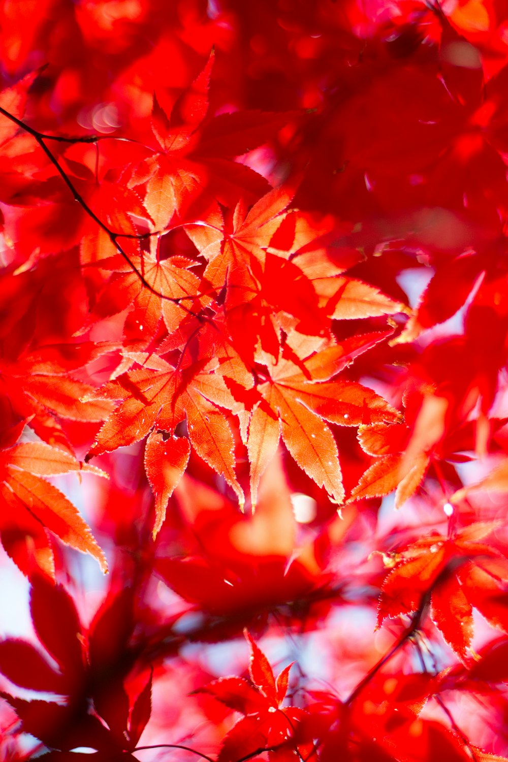 a close up of red leaves