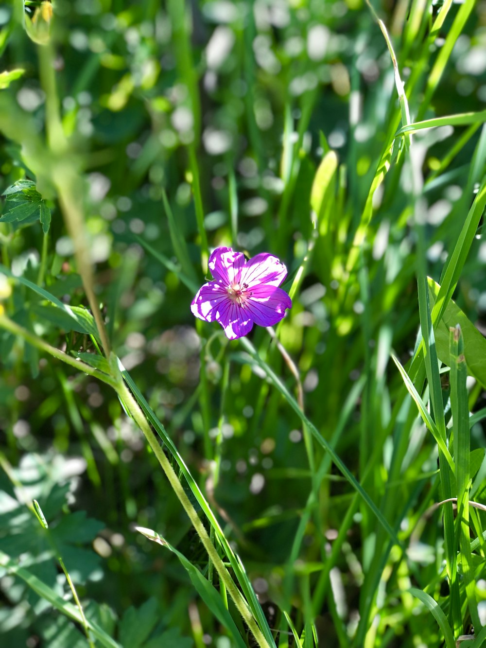 a purple flower in a field of grass