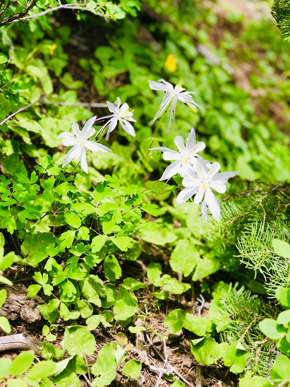 a group of white flowers