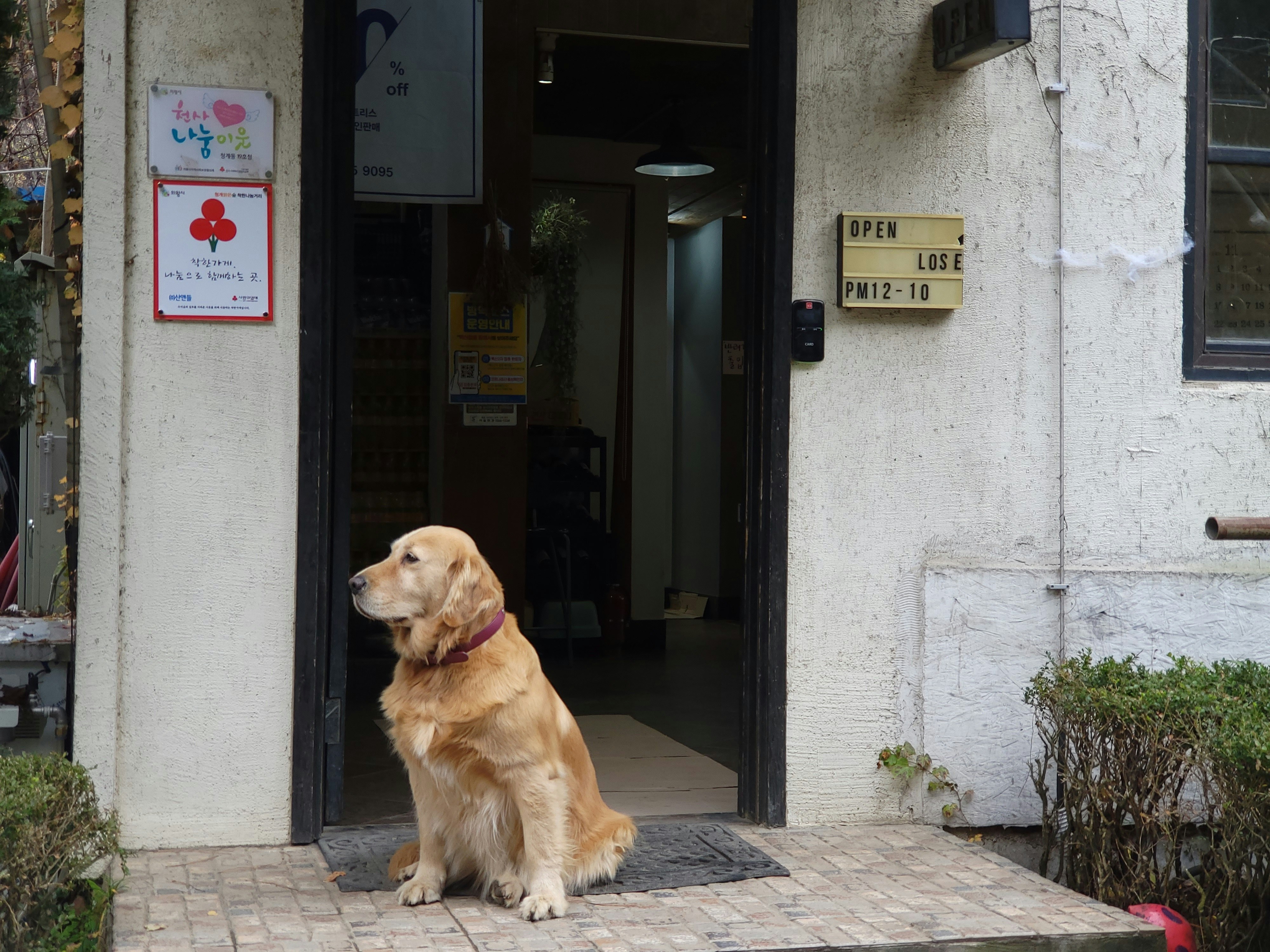 a dog sitting outside a building