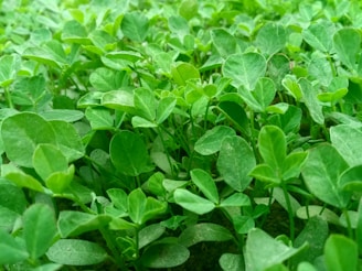 A dense cluster of healthy green leaves growing closely together. The vibrant leaves have a variety of shades, primarily a rich green, indicating a lush and thriving plant life.