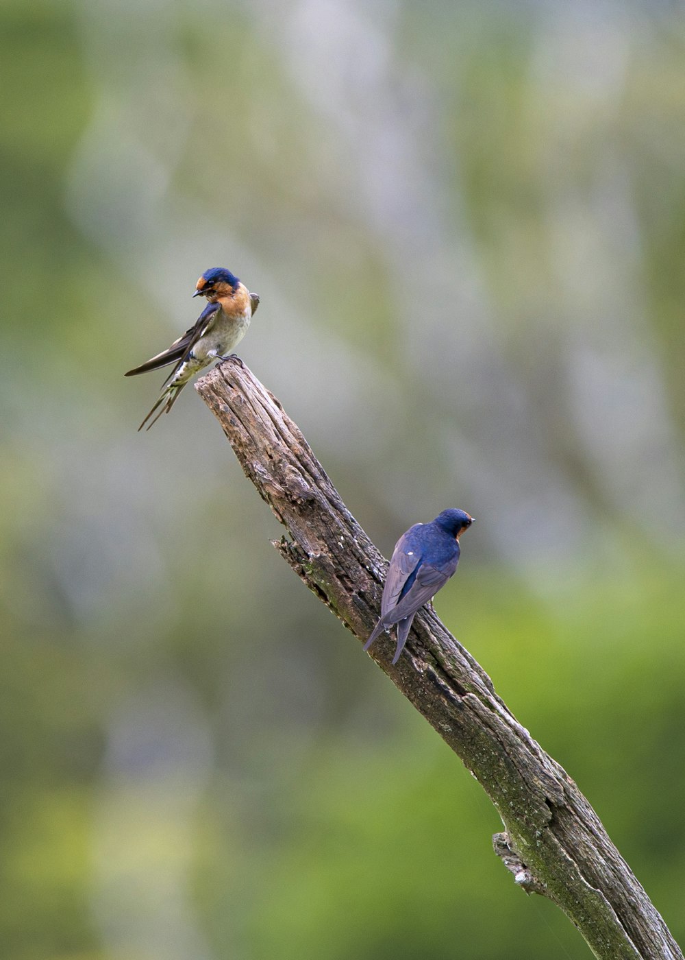 two birds on a branch