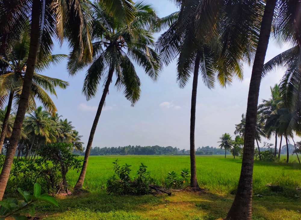 a group of palm trees