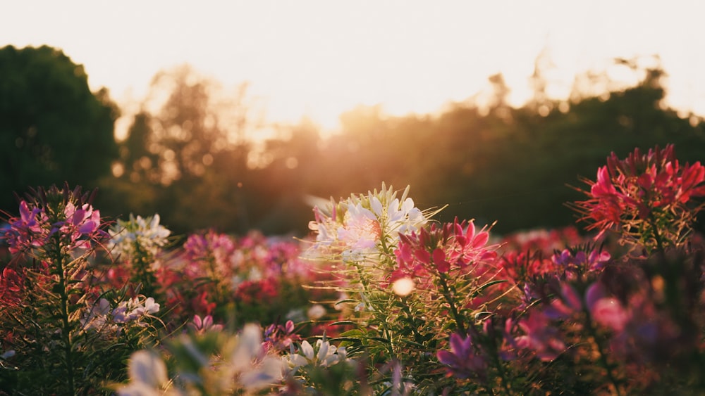 a field of flowers