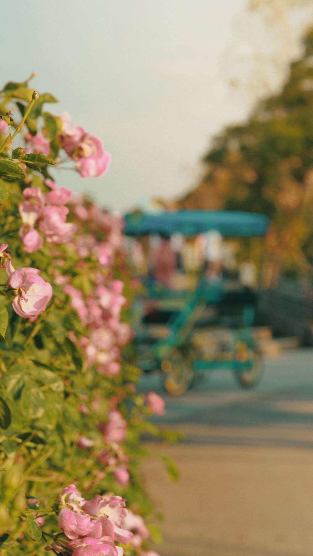 a close up of some flowers