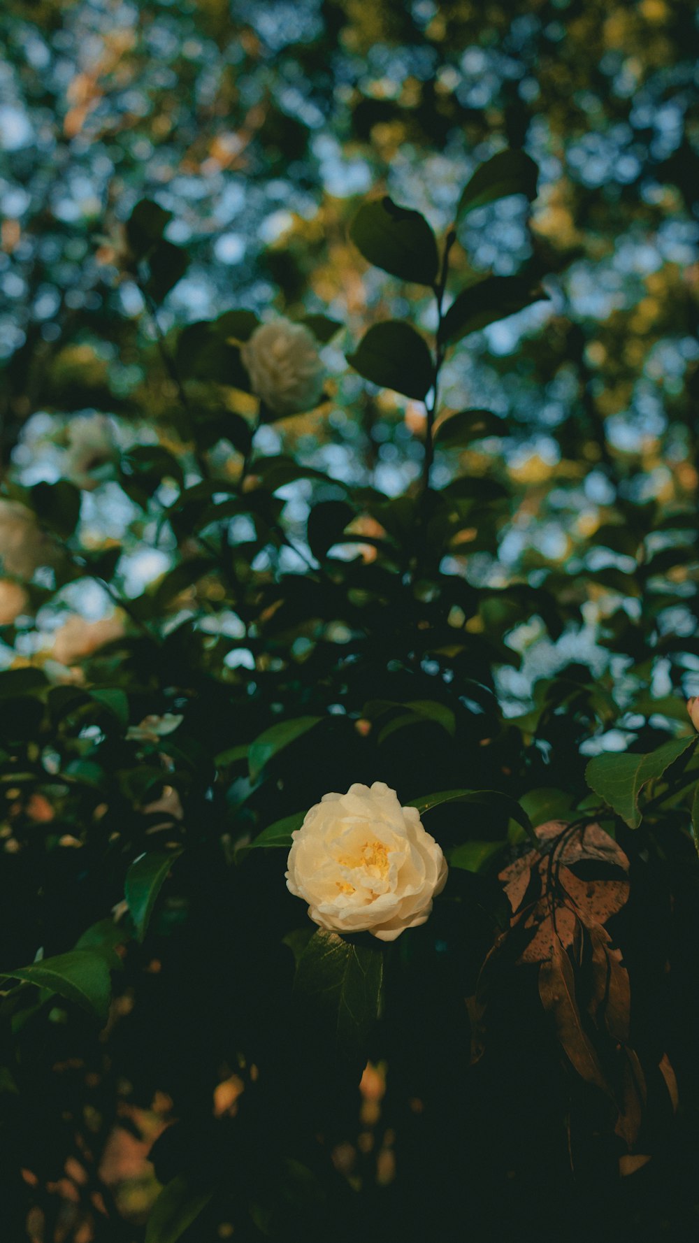 a yellow flower on a bush