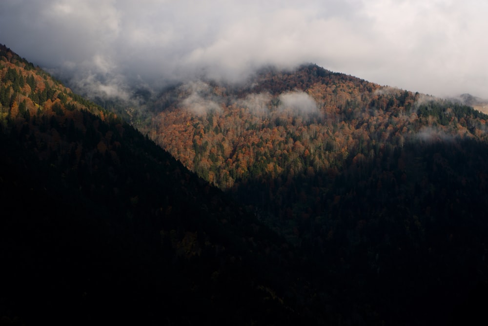 a mountain with trees on it