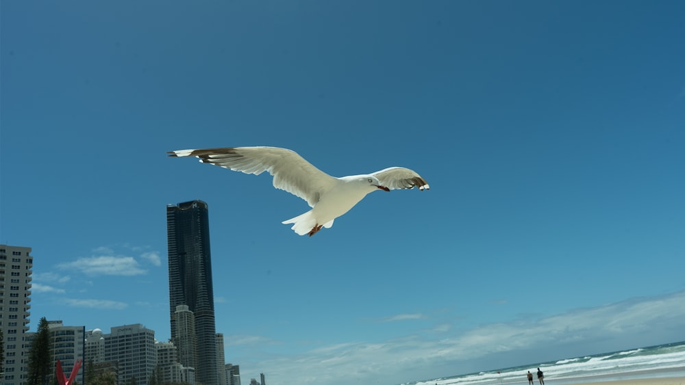 a seagull flying in the air