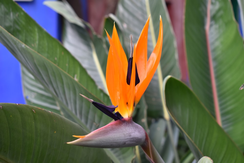 a flower with leaves