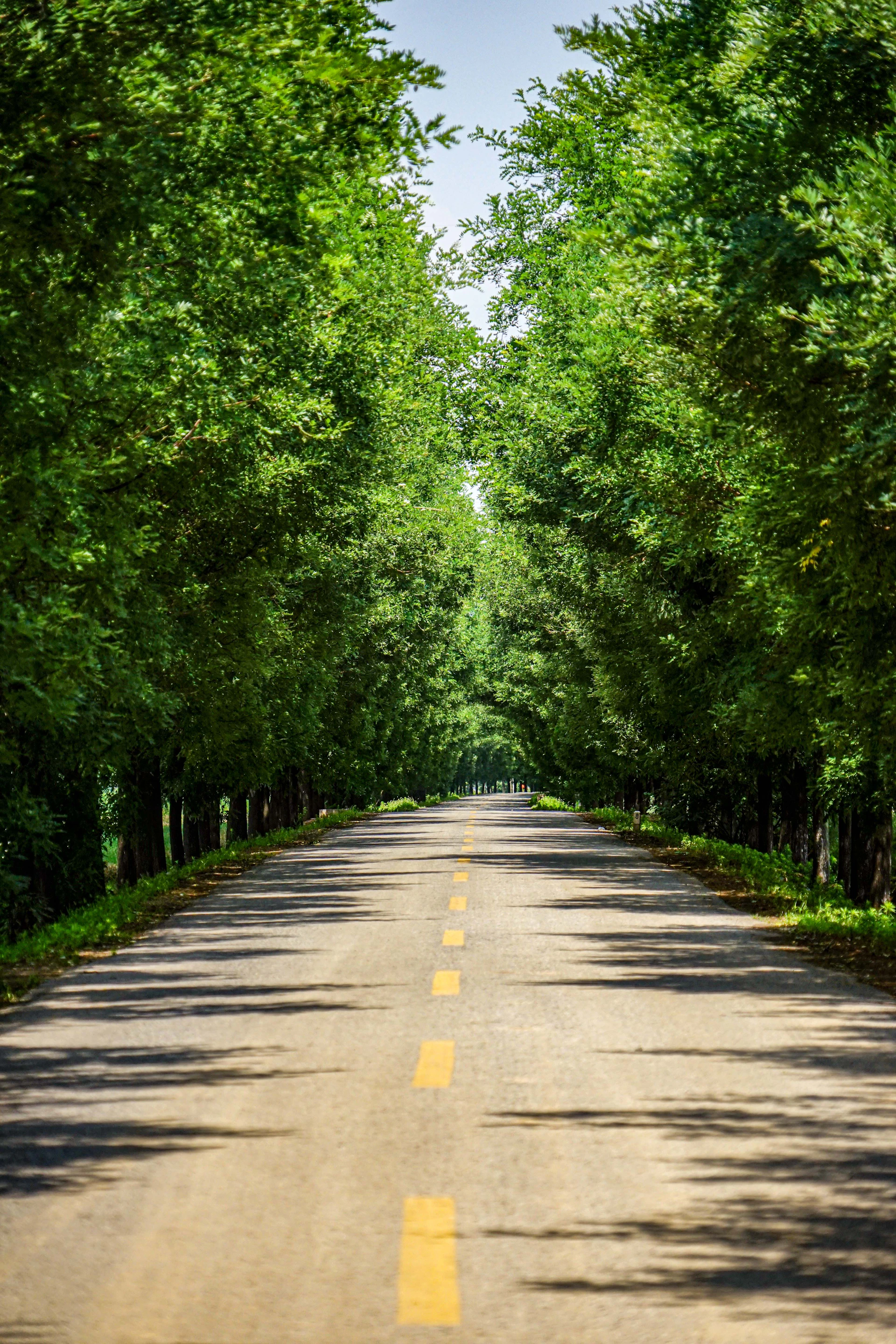 a road with trees on the side