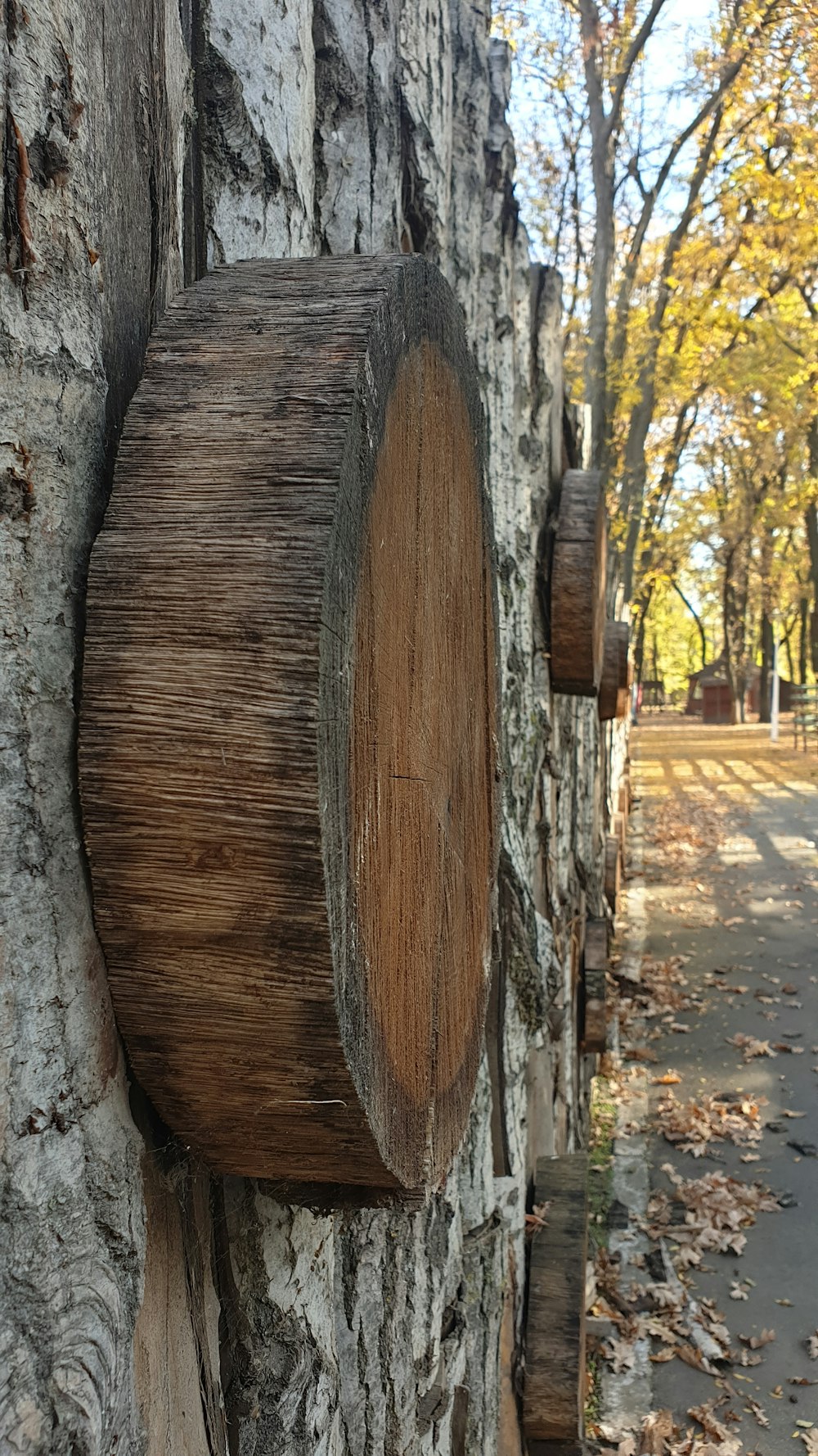 un tronc d’arbre avec un trou dedans