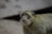A monkey with light brown fur and dark facial markings gazes upwards. The background is blurred, emphasizing the animal's facial features and fur texture.