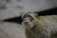 A monkey with light brown fur and dark facial markings gazes upwards. The background is blurred, emphasizing the animal's facial features and fur texture.