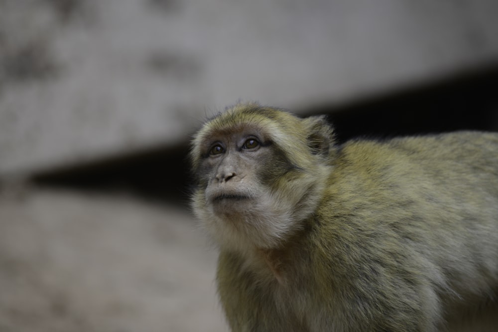 a monkey looking at the camera
