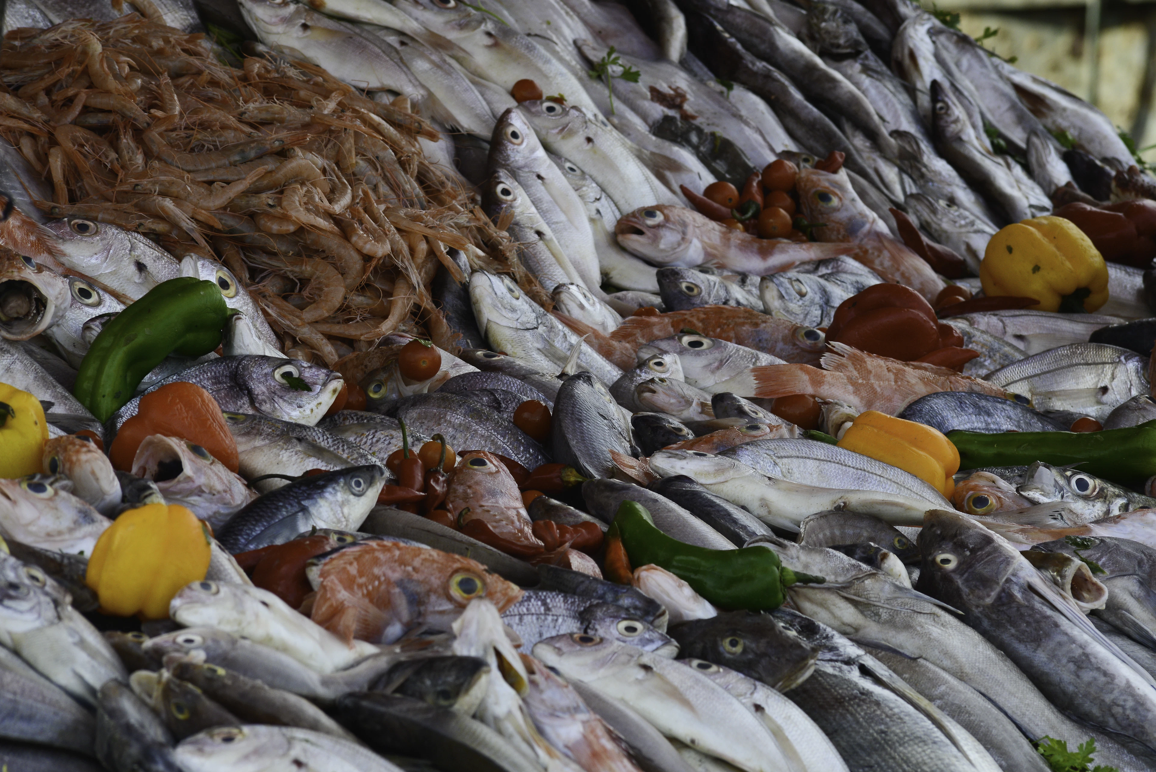 Fish Tagine, Essaouira