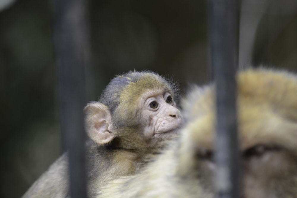 a monkey looking through a fence