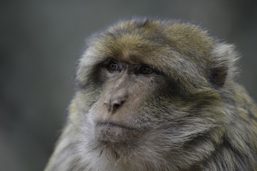 a close up of a monkey