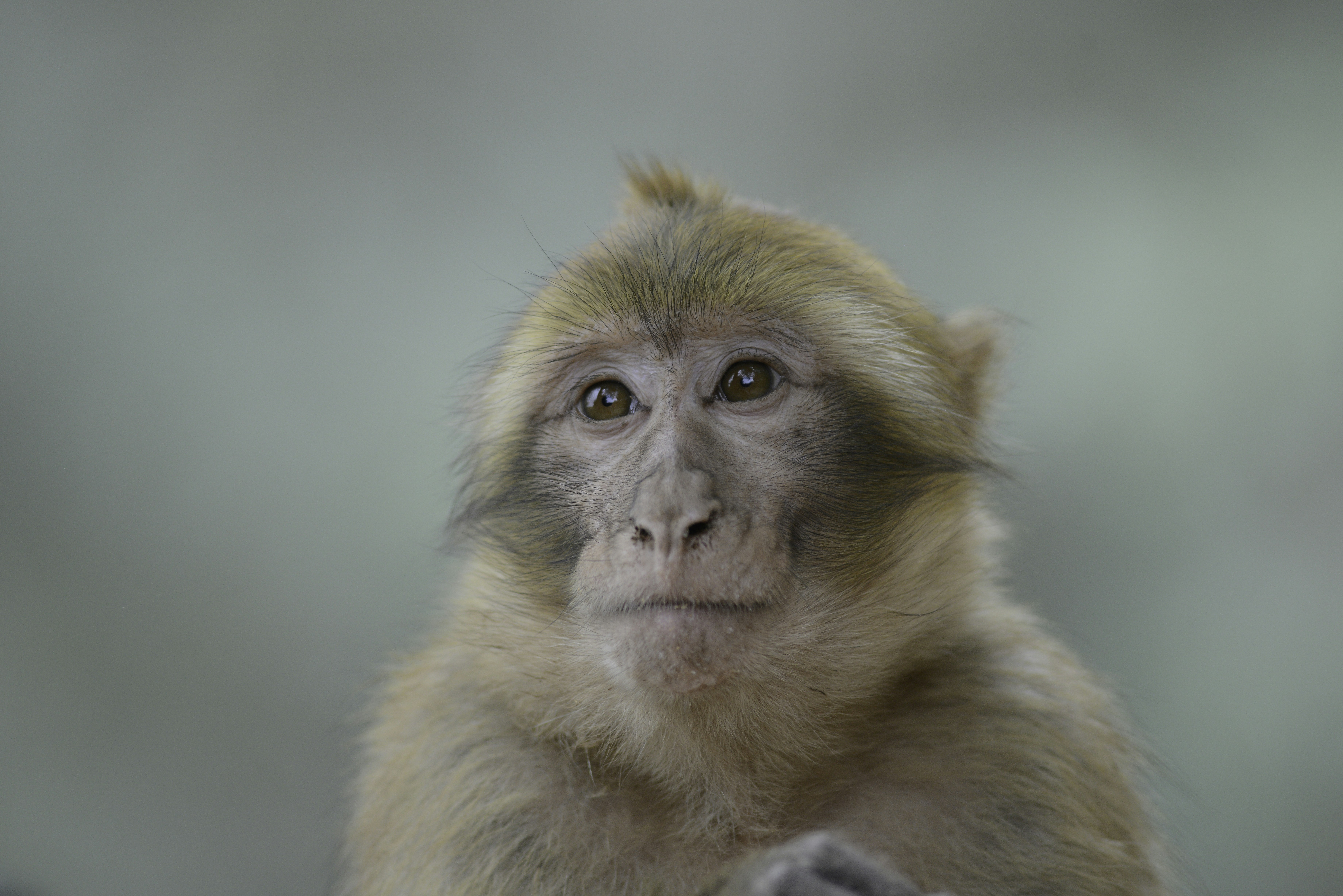 a monkey looking at the camera, 