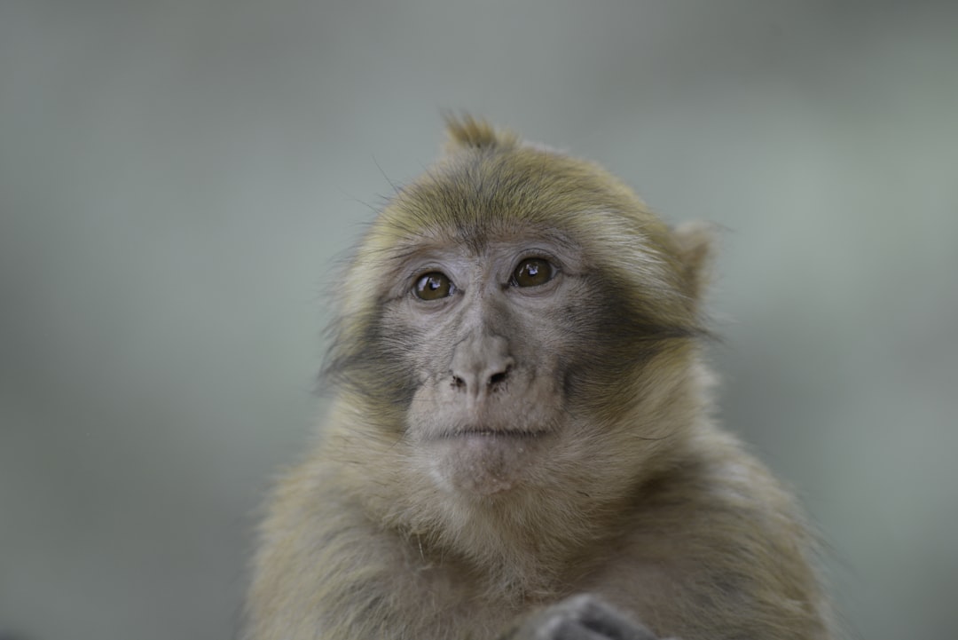 a monkey looking at the camera,