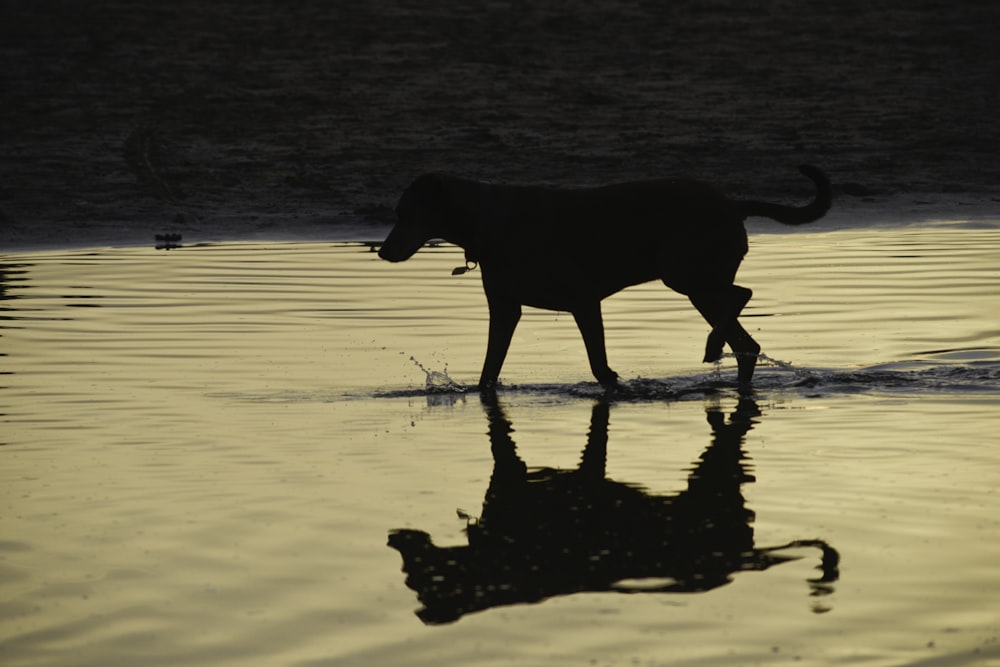 a dog walking in the water