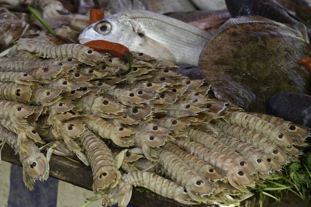 eine Gruppe von Fischen