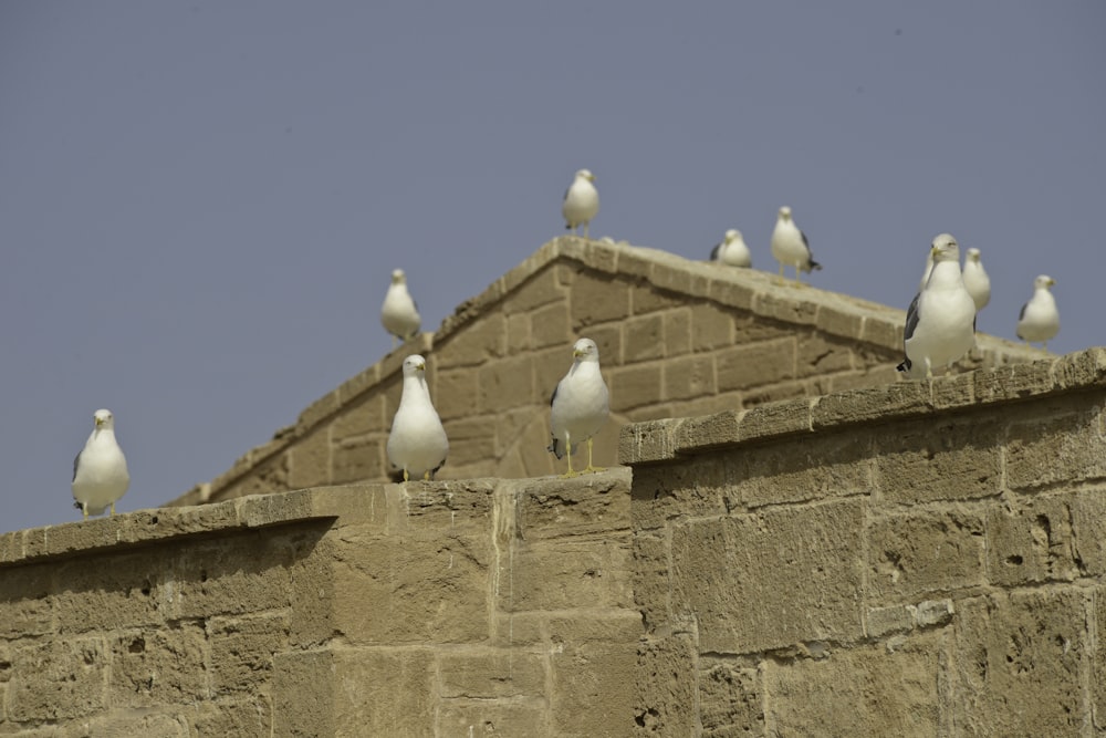 um grupo de pássaros em um edifício