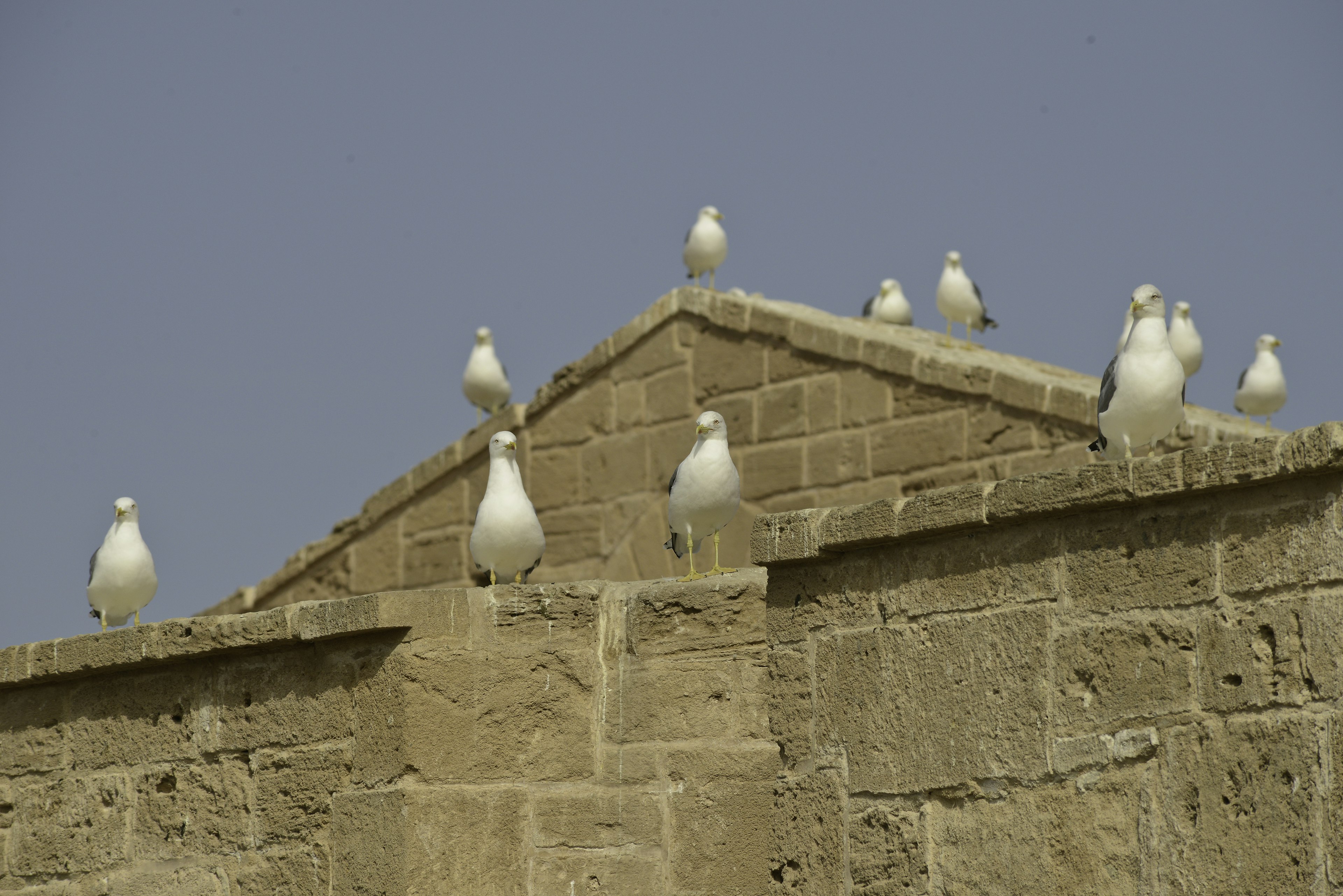 Essaouira