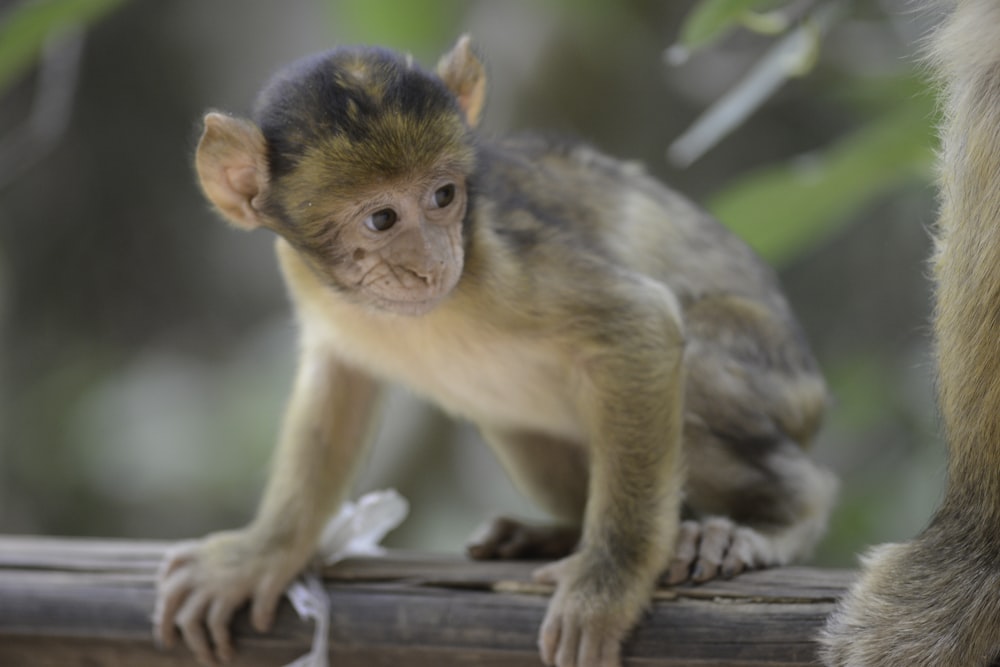 a monkey sitting on a branch